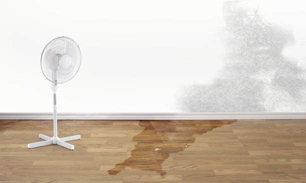 Best Local water damage restoration  in Port Republic, NJ